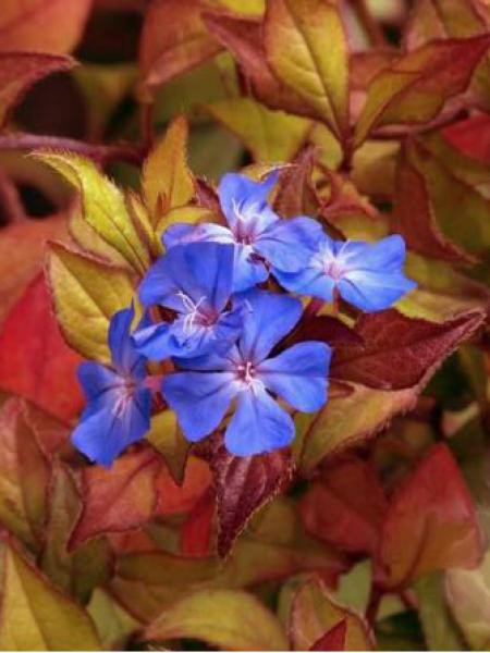 Ceratostigma willmottianum